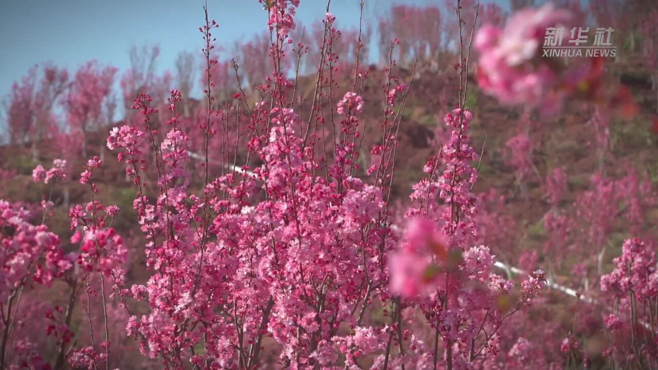 千城胜景|云南姚安:一片春光付海棠