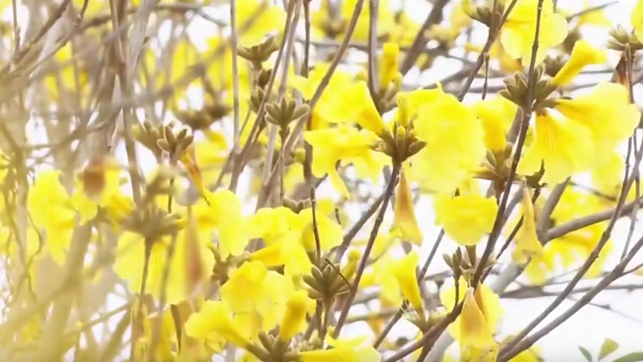 春暖花开三月天,赏花踏青正当时