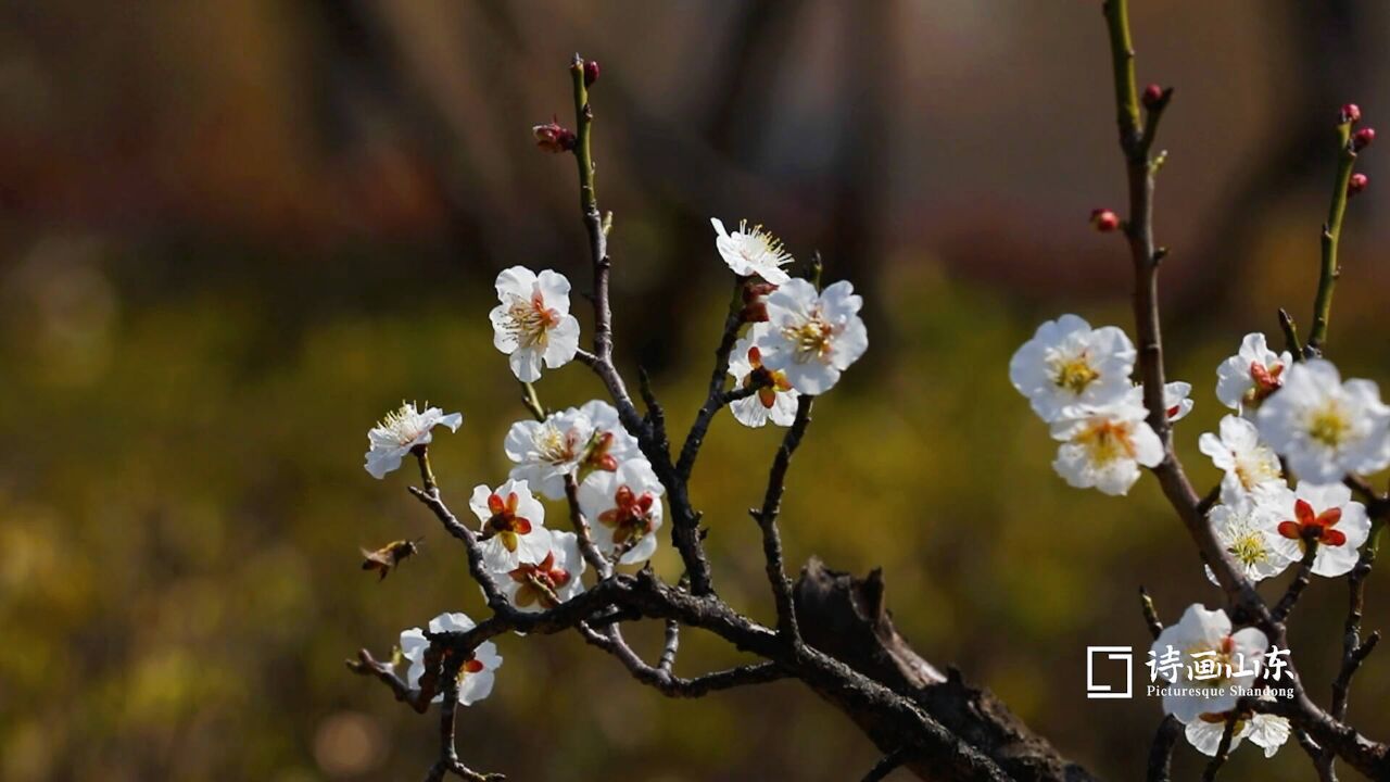 诗画山东丨“梅”景如画 枣庄龙潭公园千株梅花竞相绽放