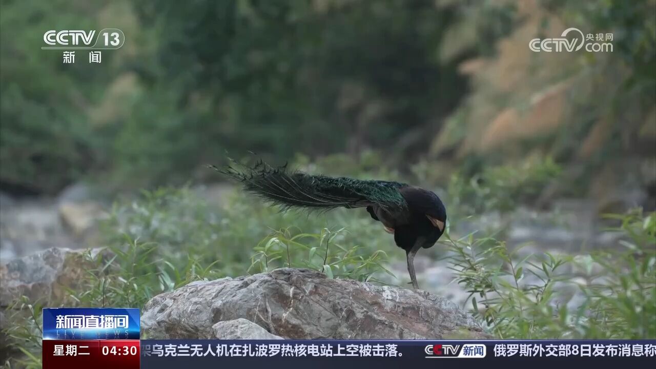 摄影师蹲守6天 拍摄到大量珍稀绿孔雀视频