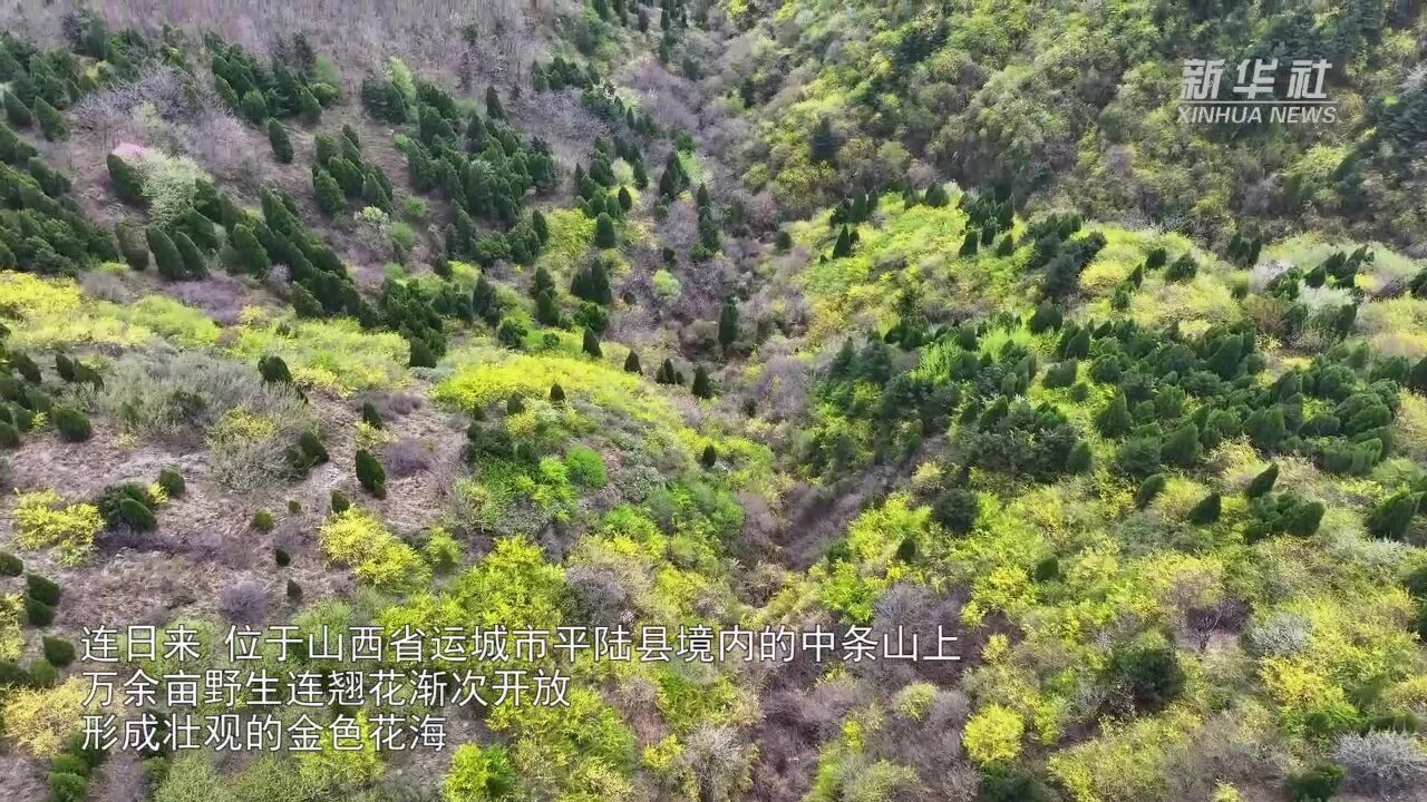 山西平陆:野生连翘花盛开 中条山上披“金装”