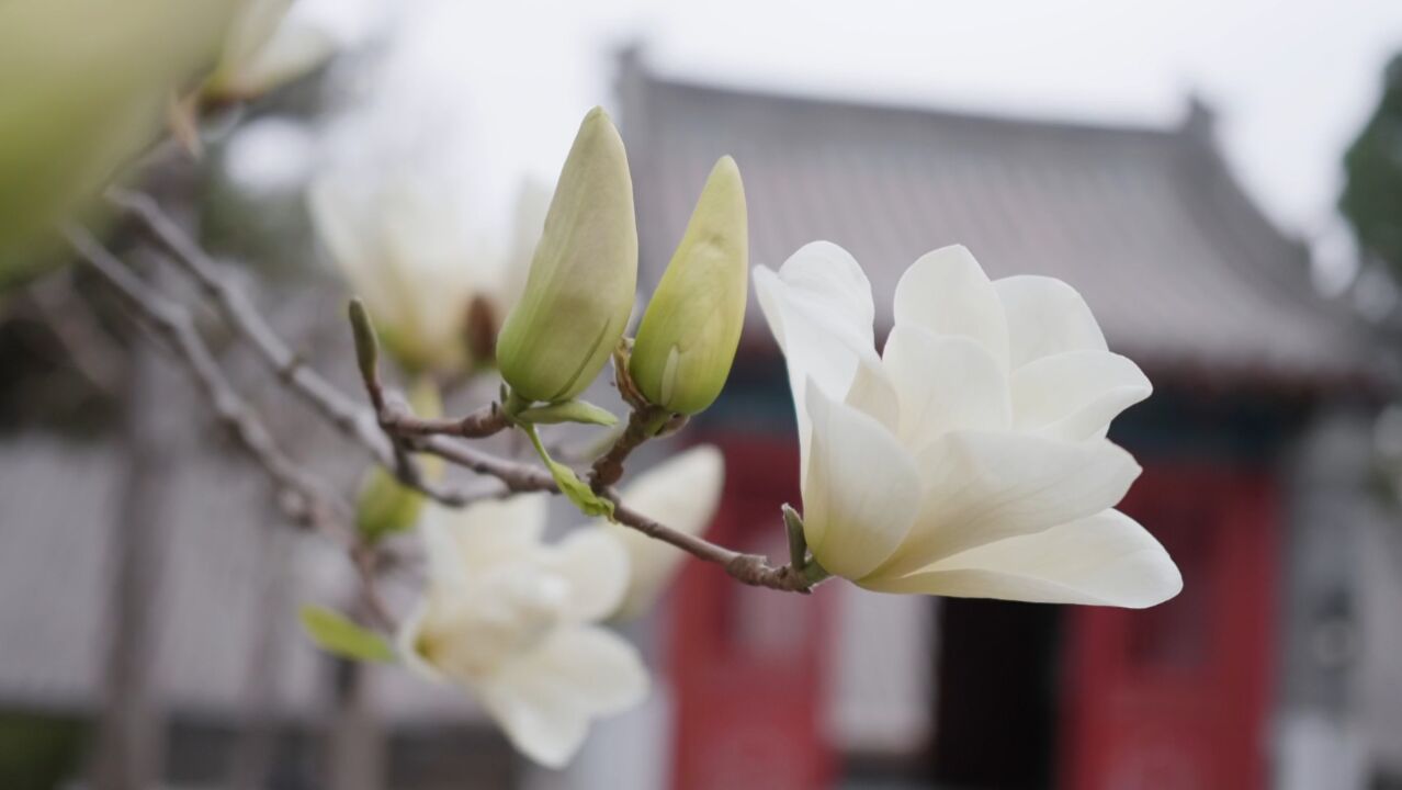 有竹有花!云居寺留住了春天!