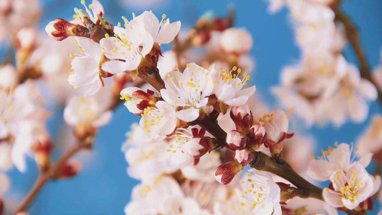 四季旅行ⷥ𐨱᥆…蒙古|呼和浩特市回民区:远山青黛 杏花飘香