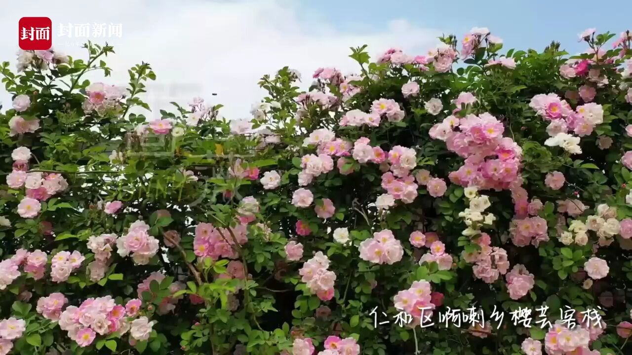 春天里的攀枝花⑥|蔷薇花开满园香 粉色浪漫如期至