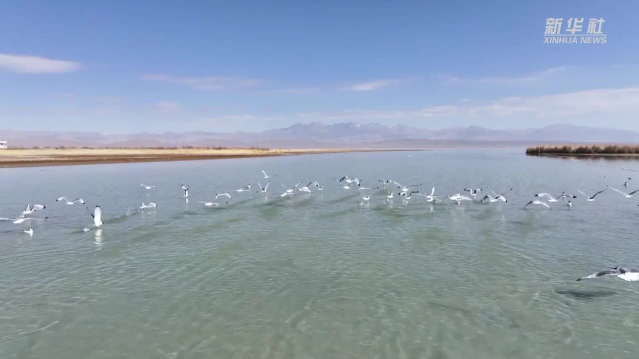 百鸟翔集柴达木