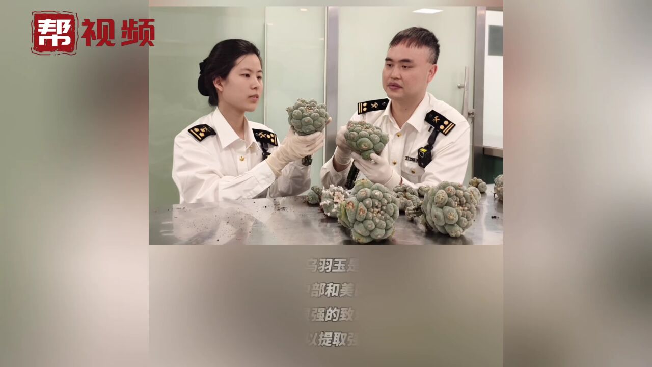 这种多肉植物可致幻?厦门海关截获12株强致幻性仙人掌乌羽玉