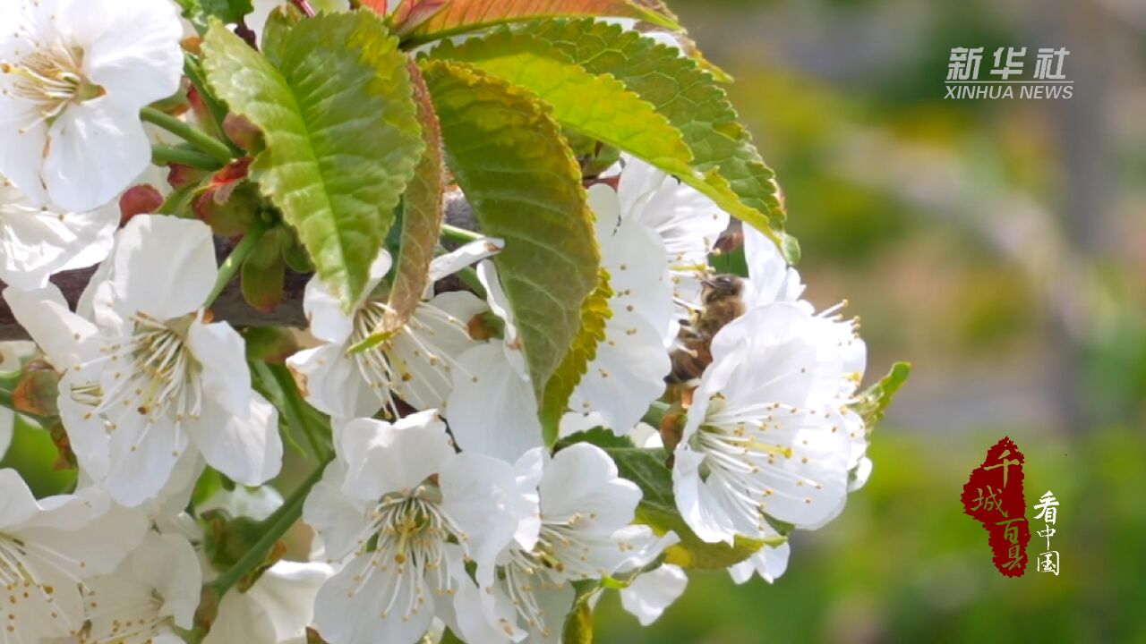 千城百县看中国|河北山海关:樱桃花绽放致富新希望