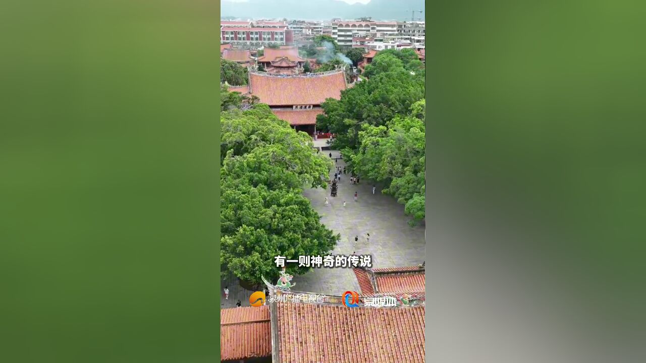 泉州开元寺千年前“桑开白莲”的传说,难道在今天得到印证了?