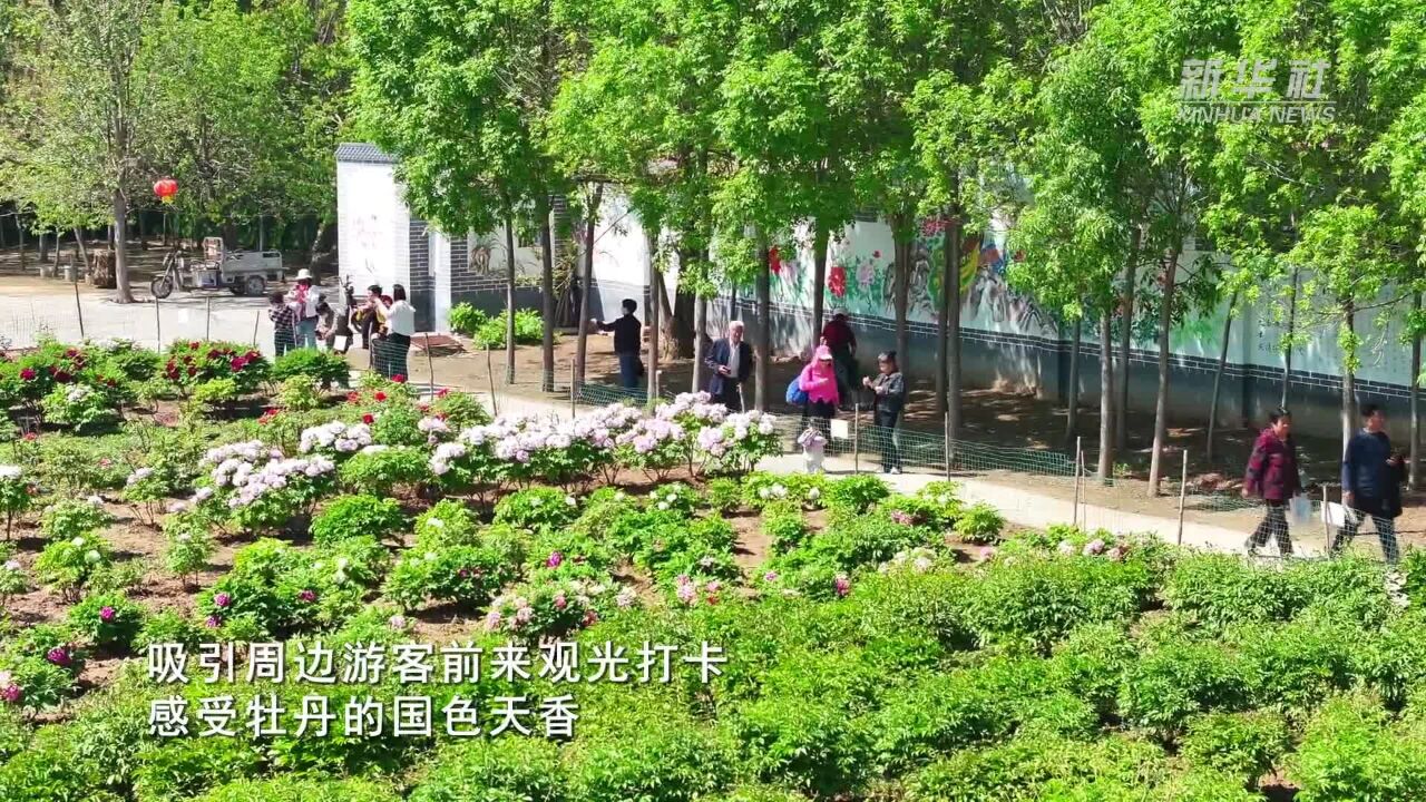 四季旅行ⷦ–‡武沧州|河北泊头:大运河畔牡丹盛放醉游人