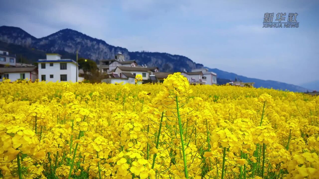 四季旅行ⷥ…‰影云南|云南威信:在油菜花海里漫步