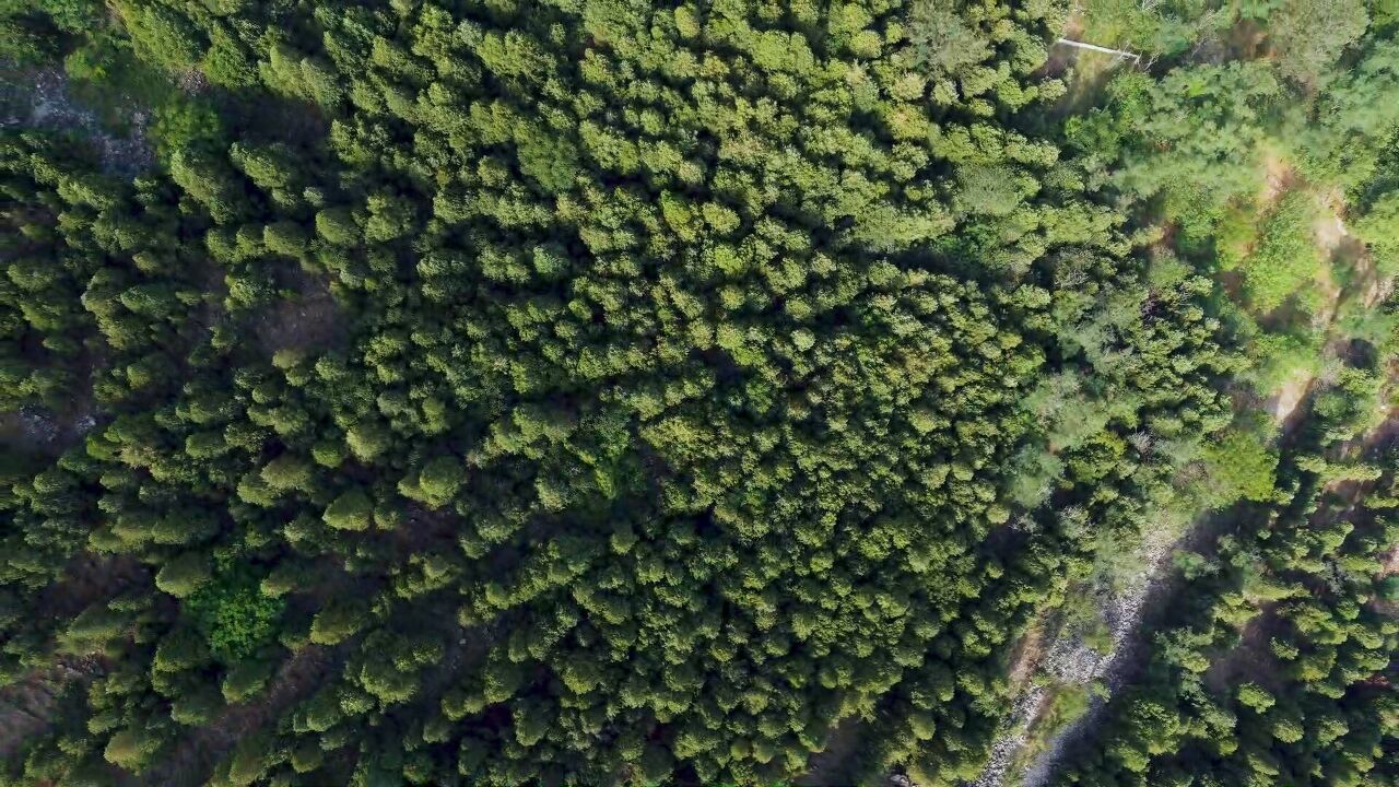 诗画山东丨天然氧吧!枣庄这个森林公园风景如画