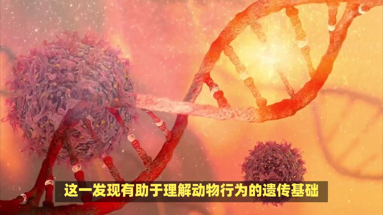 《自然》新研究:揭示雄性动物成为合格父亲的秘密