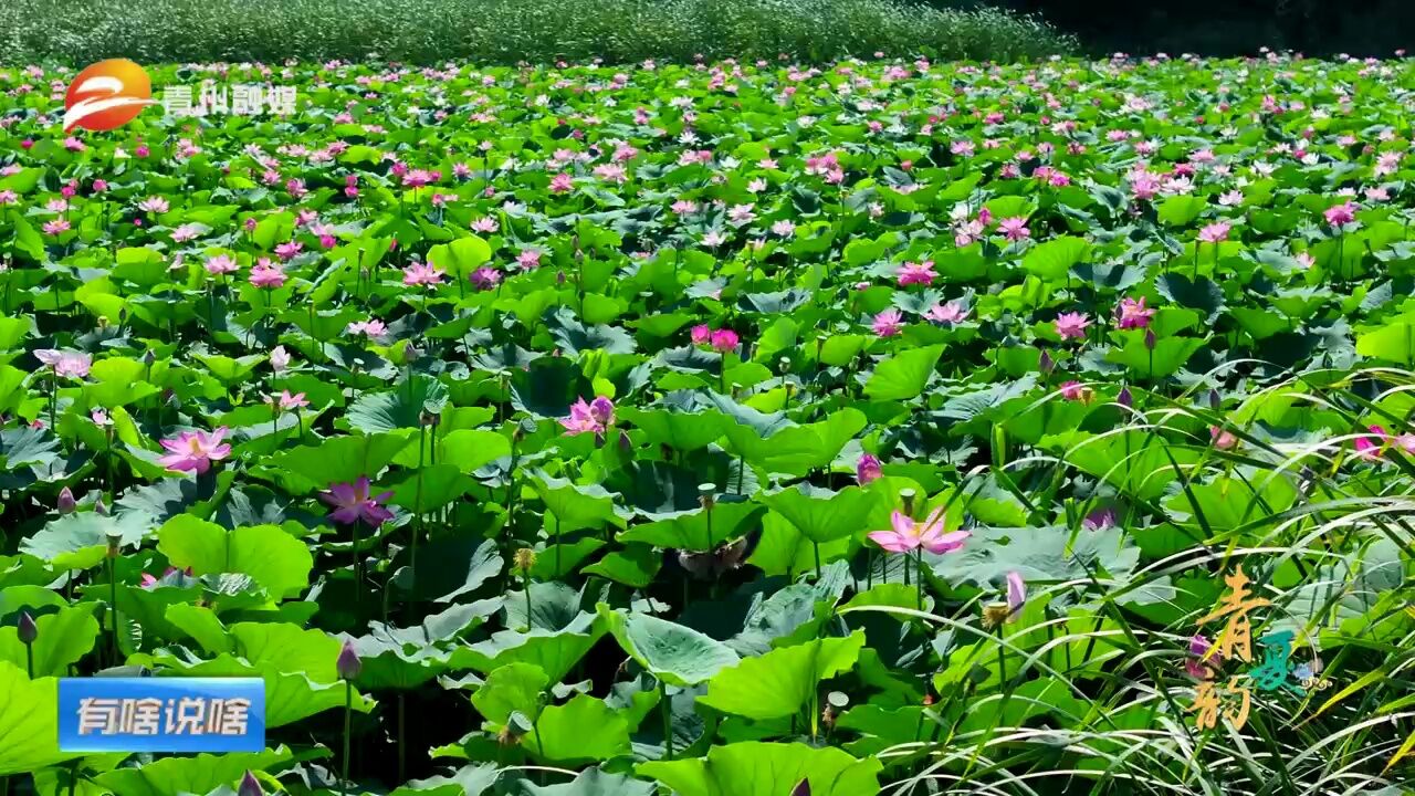 潍坊青州:寻青记 荷花盛开 美在当“夏”