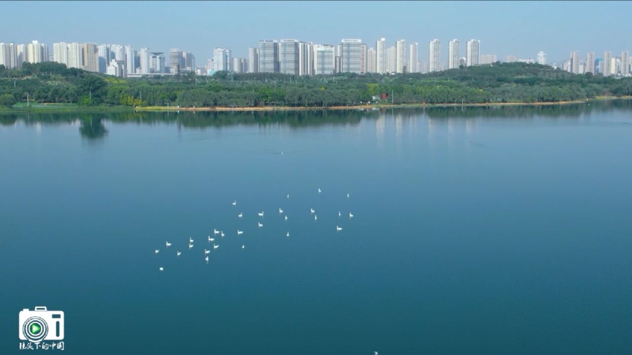 郑州龙湖晨曦的映衬下,宽阔的湖面上成群洁白的天鹅,简直美翻了