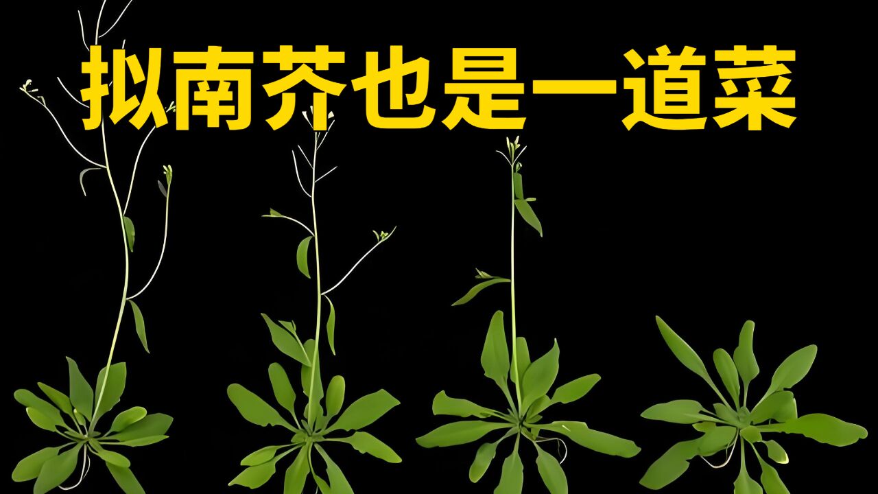 小小植物大大贡献,被带上太空生长的拟南芥也是一道野菜