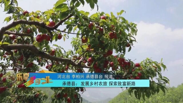 梦境解析,核桃树上的红果——探索潜意识中的财富与生命力象征 梦境解析,核桃树上的红果——探索潜意识中的财富与生命力象征