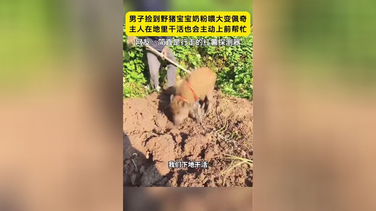 男子捡到野猪宝宝奶粉喂大变佩奇,主人在地里干活也会主动上前帮忙,网友:简直是行走的红薯探测器