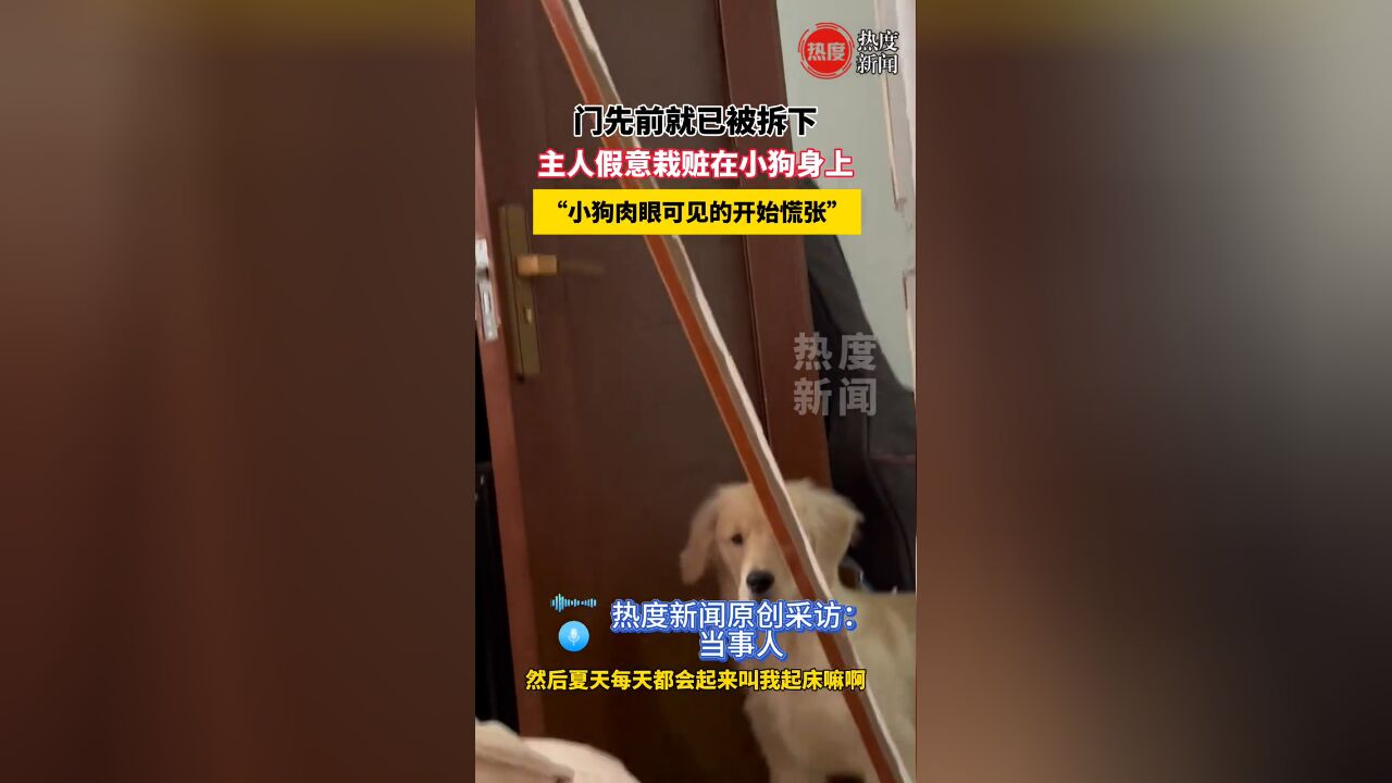 门先前就已被拆下,主人假意栽赃在小狗身上,小狗肉眼可见慌张