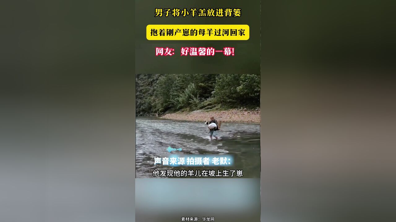 男子将小羊羔放进背篓 抱着刚产崽的母羊过河回家 网友:好温馨的一幕!