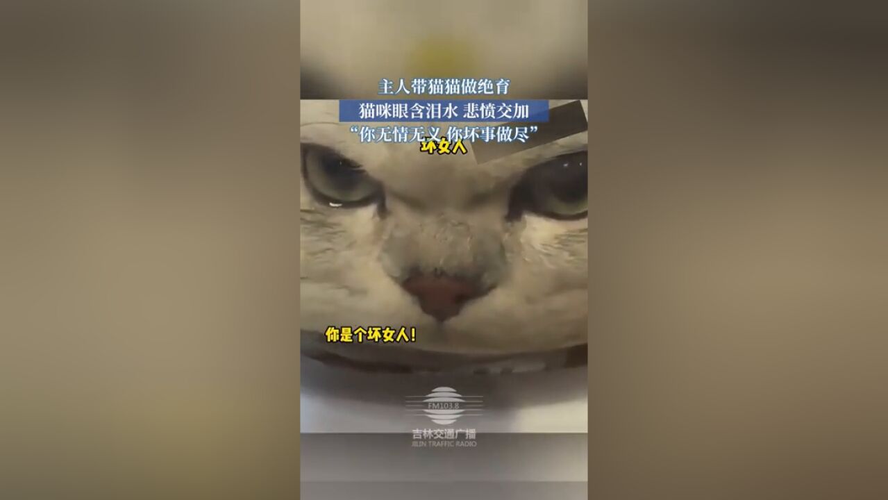 主人带猫猫做绝育,猫咪眼含泪水悲愤交加