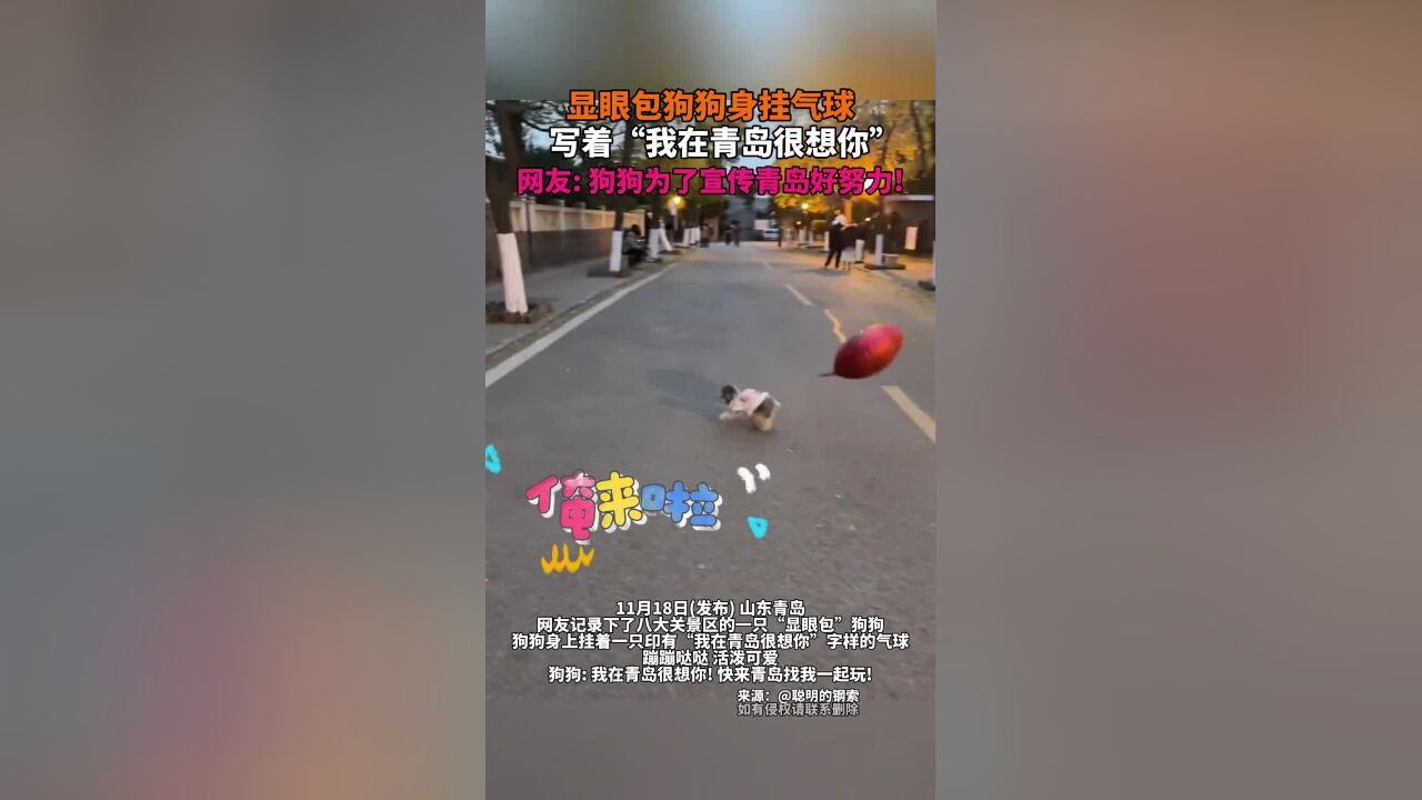 显眼包狗狗身挂气球,写着“我在青岛很想你”,网友:狗狗为了宣传青岛好努力!