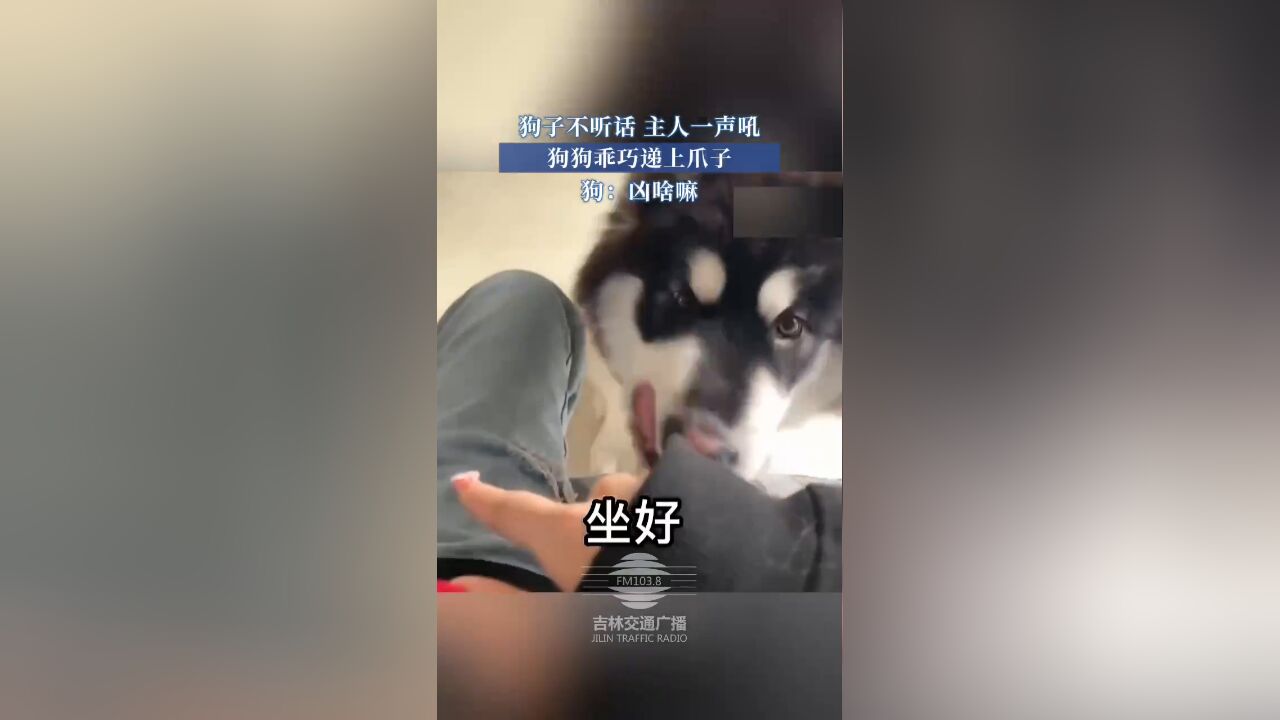 狗子不听话,主人一声吼,狗狗乖巧递上爪子