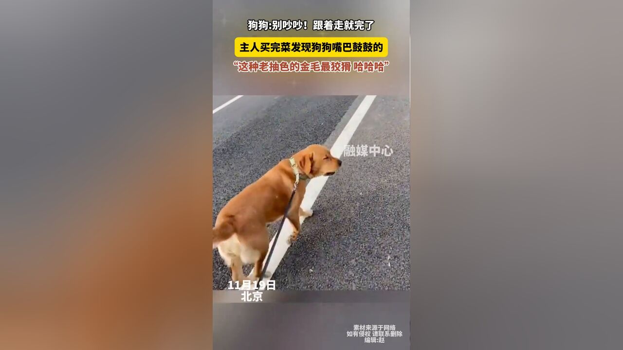 狗狗别吵吵跟着走就完了 主人买完菜发现狗狗嘴巴鼓鼓的