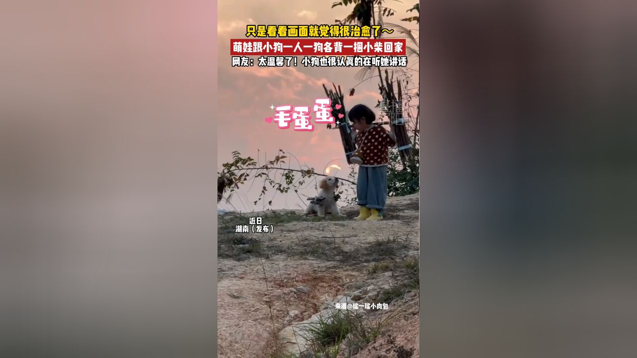 萌娃和小狗一人一狗各背一捆小柴回家,实在是太温馨啦