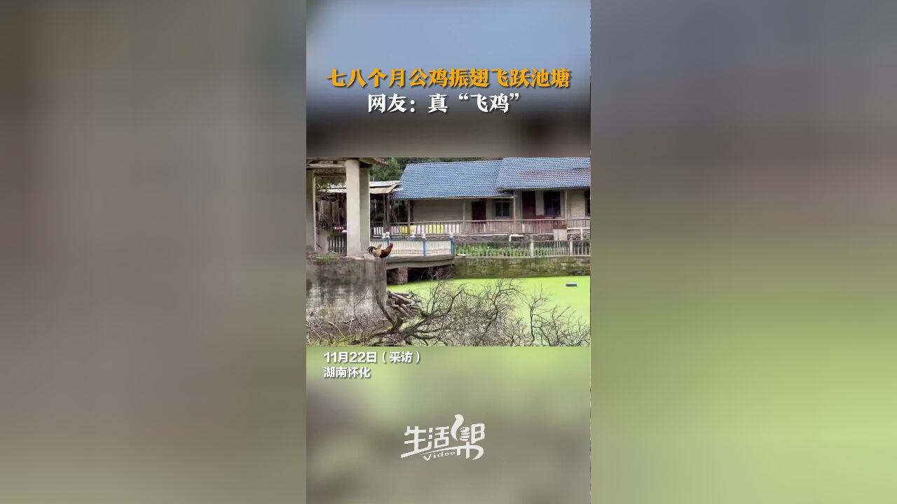 七八个月公鸡振翅飞跃池塘 网友:真“飞鸡”