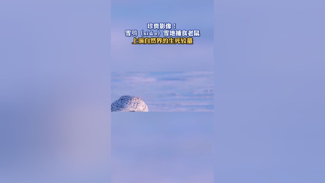 珍贵影像!雪鸮(xi䁯)雪地捕食老鼠 上演自然界的生死较量