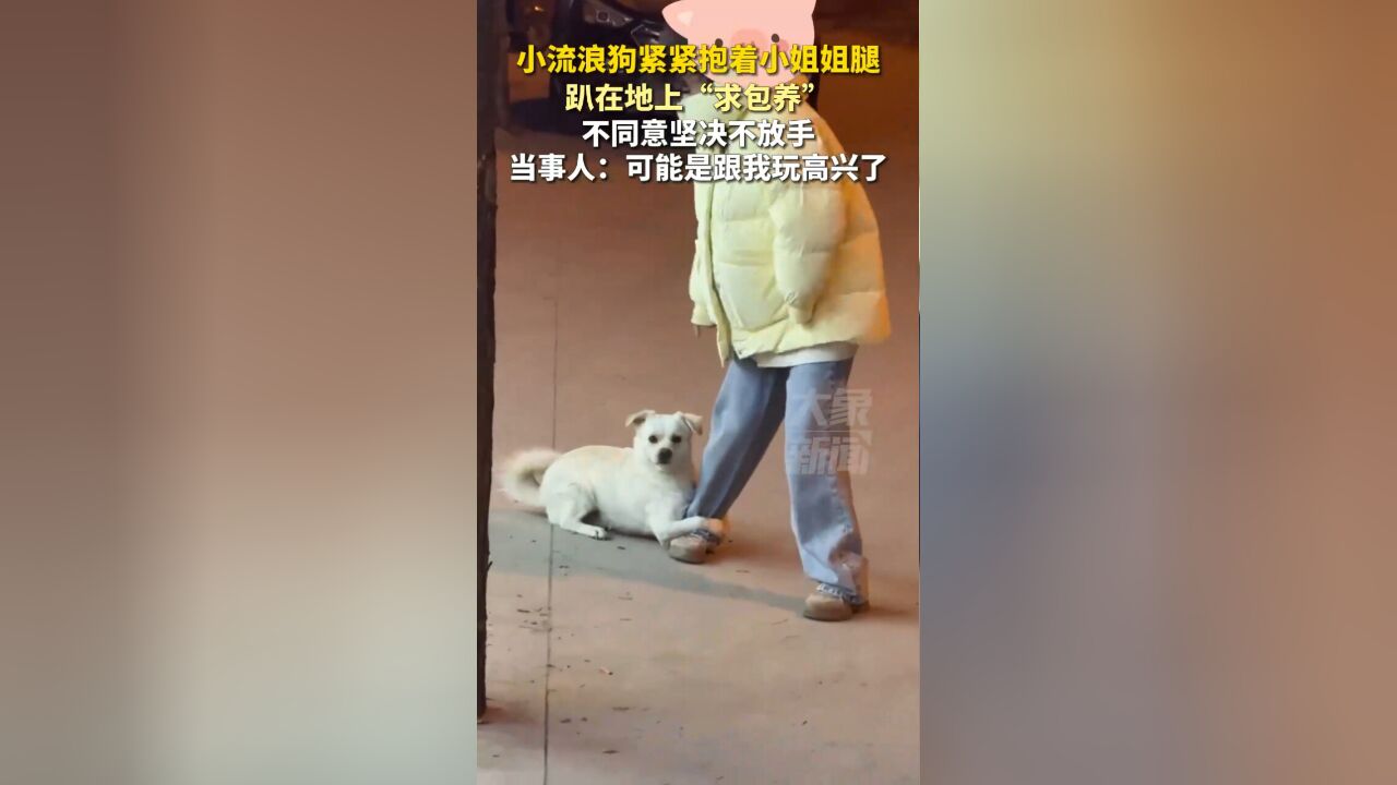 小流浪狗紧紧抱着小姐姐的腿“求包养”,不同意坚决不放手