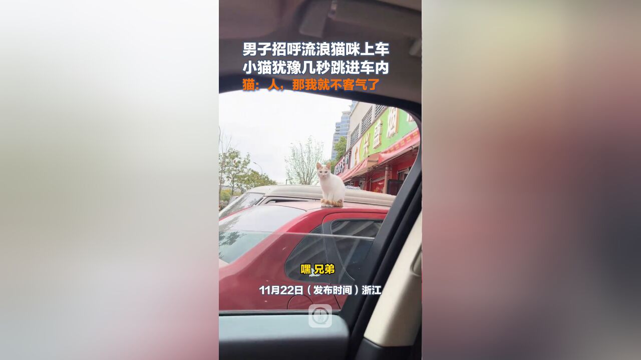 男子招呼流浪猫上车小猫犹豫几秒跳进车内,猫:人,那我不客气了