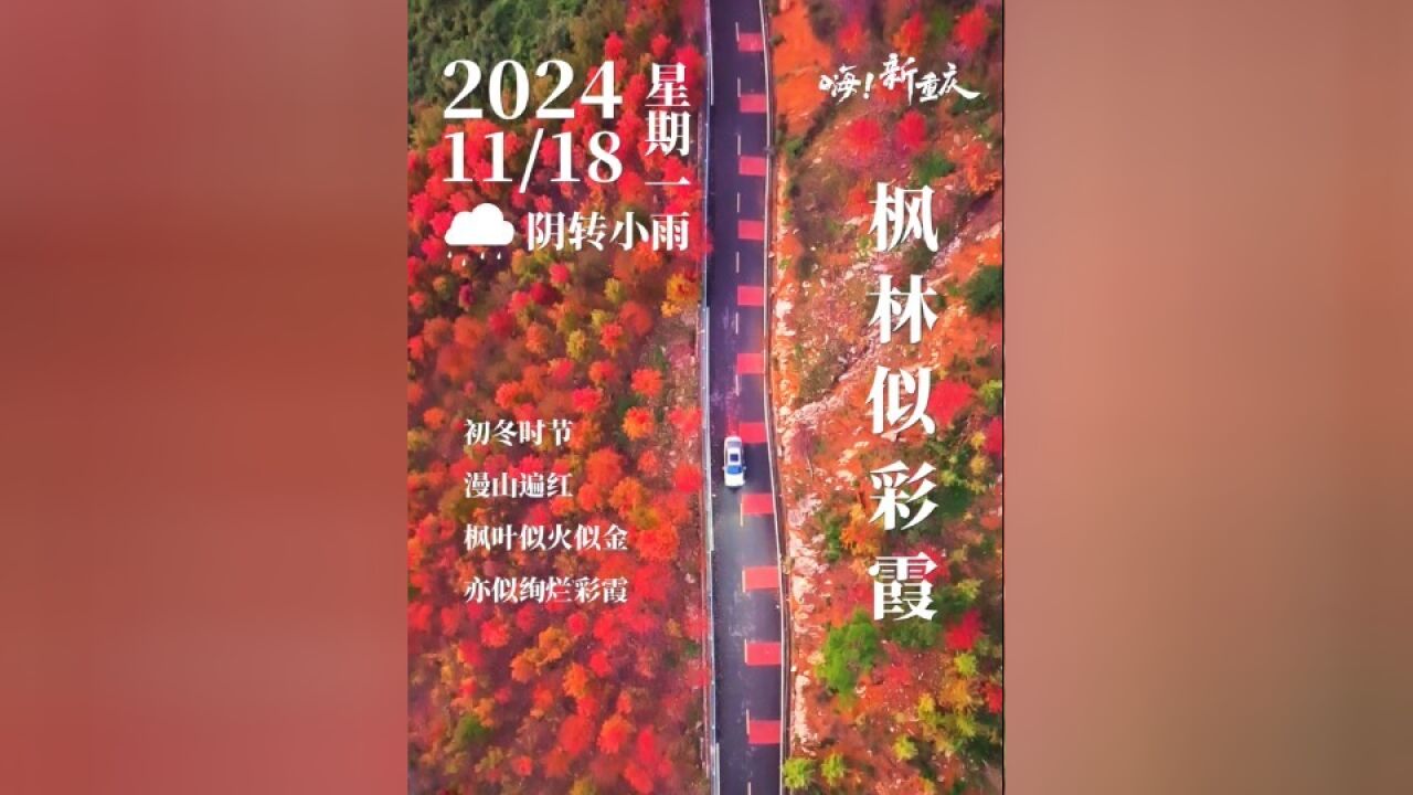 嗨!新重庆|初冬时节,看漫山遍红.枫叶似火似金,亦似天边绚烂的彩霞,绘就属于这个季节的浪漫色彩.#嗨!新重庆 #红枫 (摄影:@影漠)