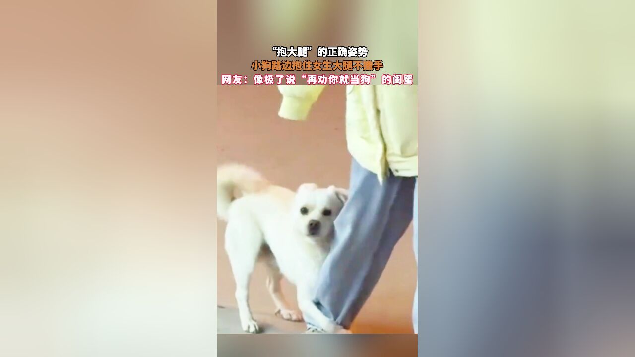 “抱大腿”的正确姿势!小狗路边抱住女生大腿不撒手,网友:像极了说“再劝你就当狗”的闺蜜