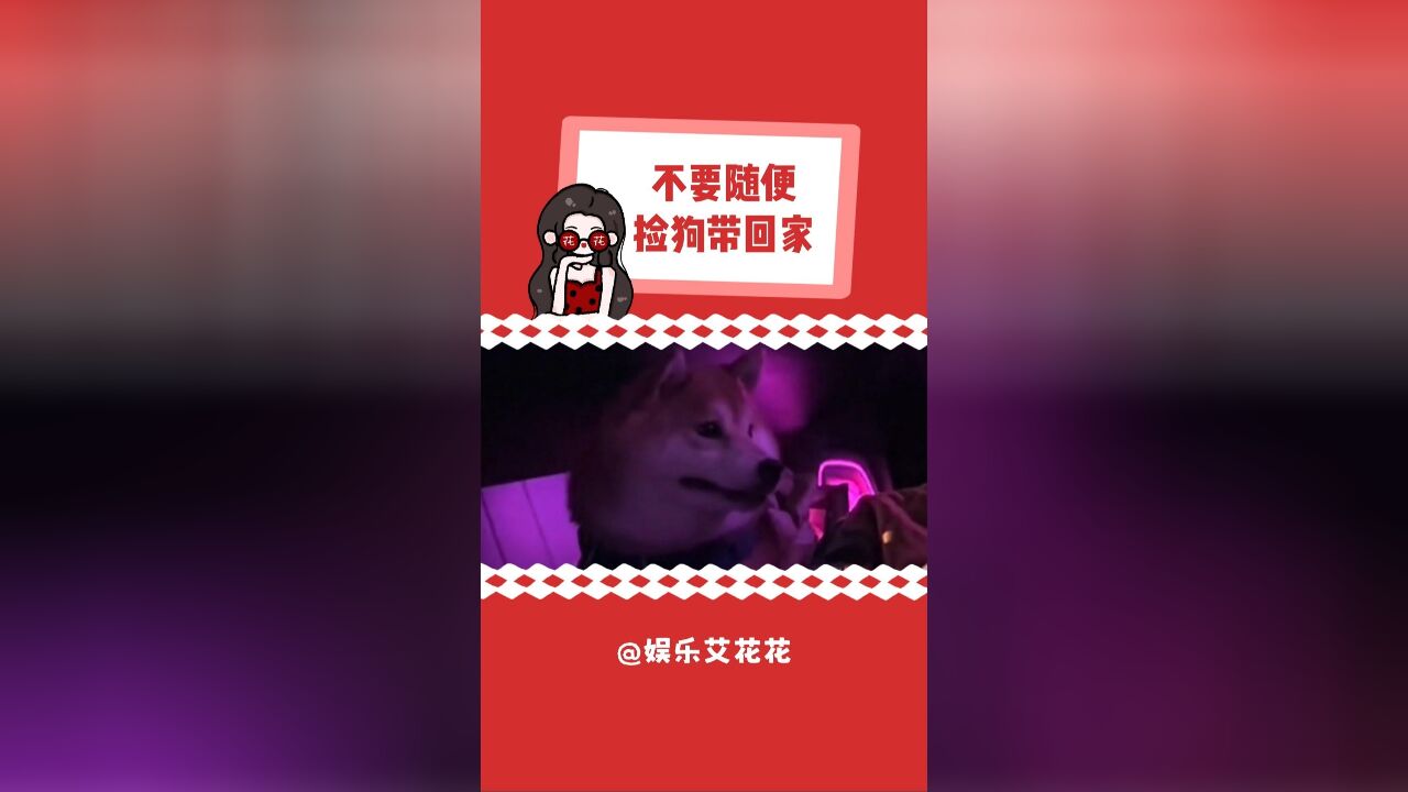 养狗人真的狠狠心疼了