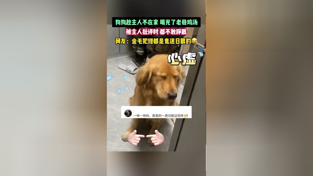 狗狗趁主人不在家喝光鸡汤,被主人批评时都不敢睁眼