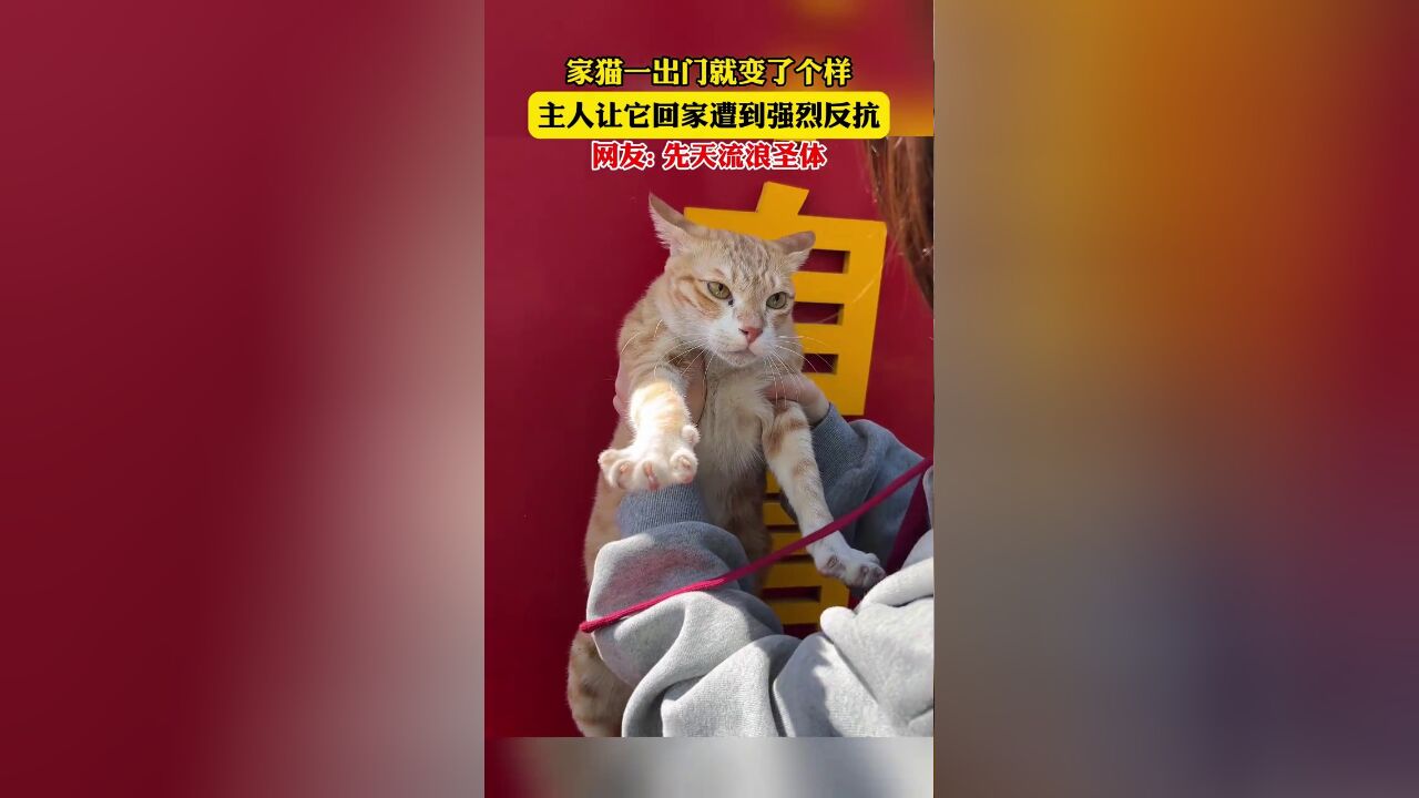 家猫一出门就变了个样,主人让它回家遭到强烈反抗,网友:先天流浪圣体