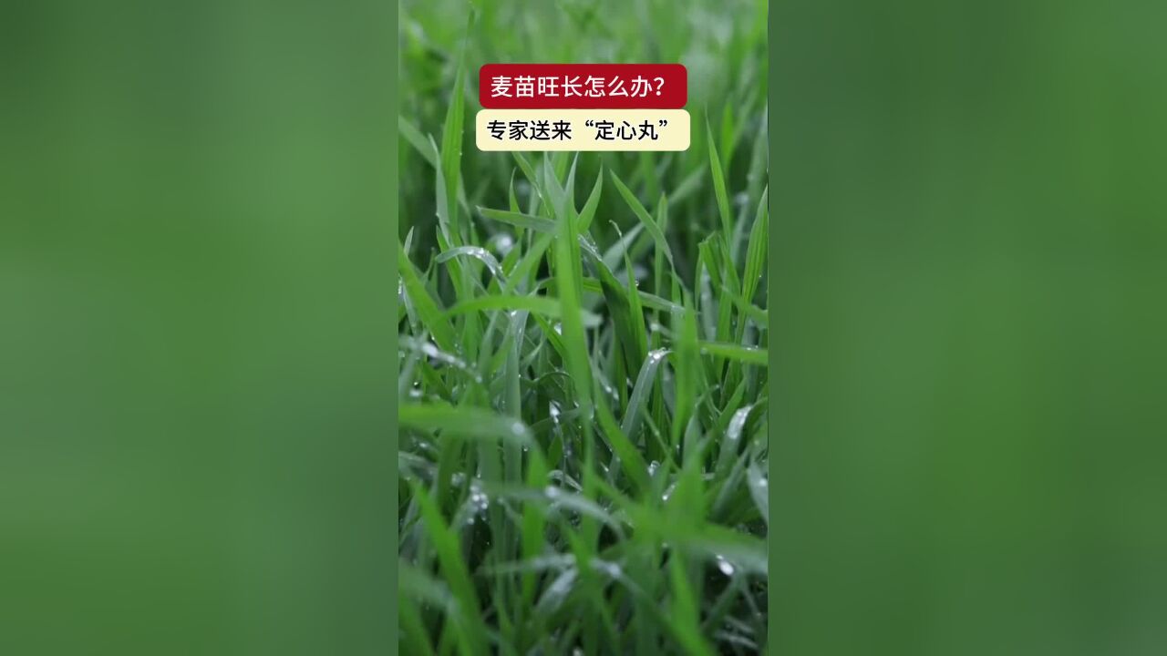 麦苗旺长怎么办? 专家送来“定心丸”