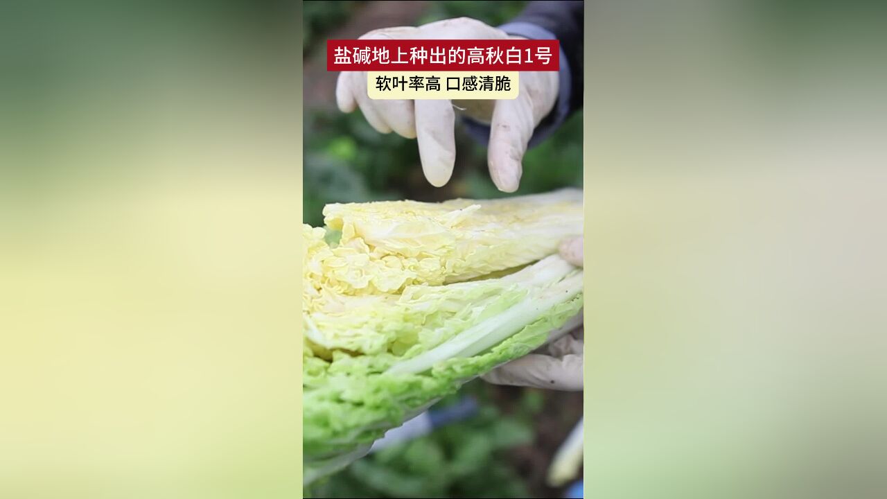 盐碱地上种出高秋白1号 软叶率高 口感清脆