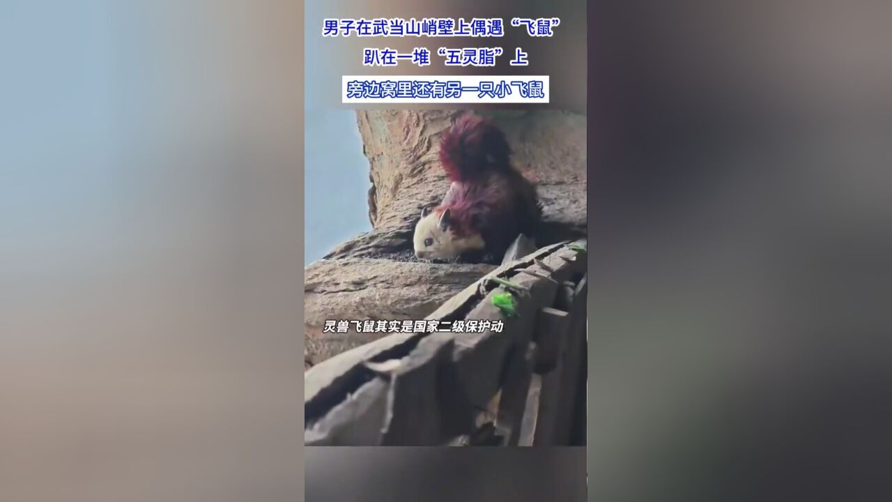 男子在武当山峭壁上偶遇“飞鼠”,趴在一堆“五灵脂”上