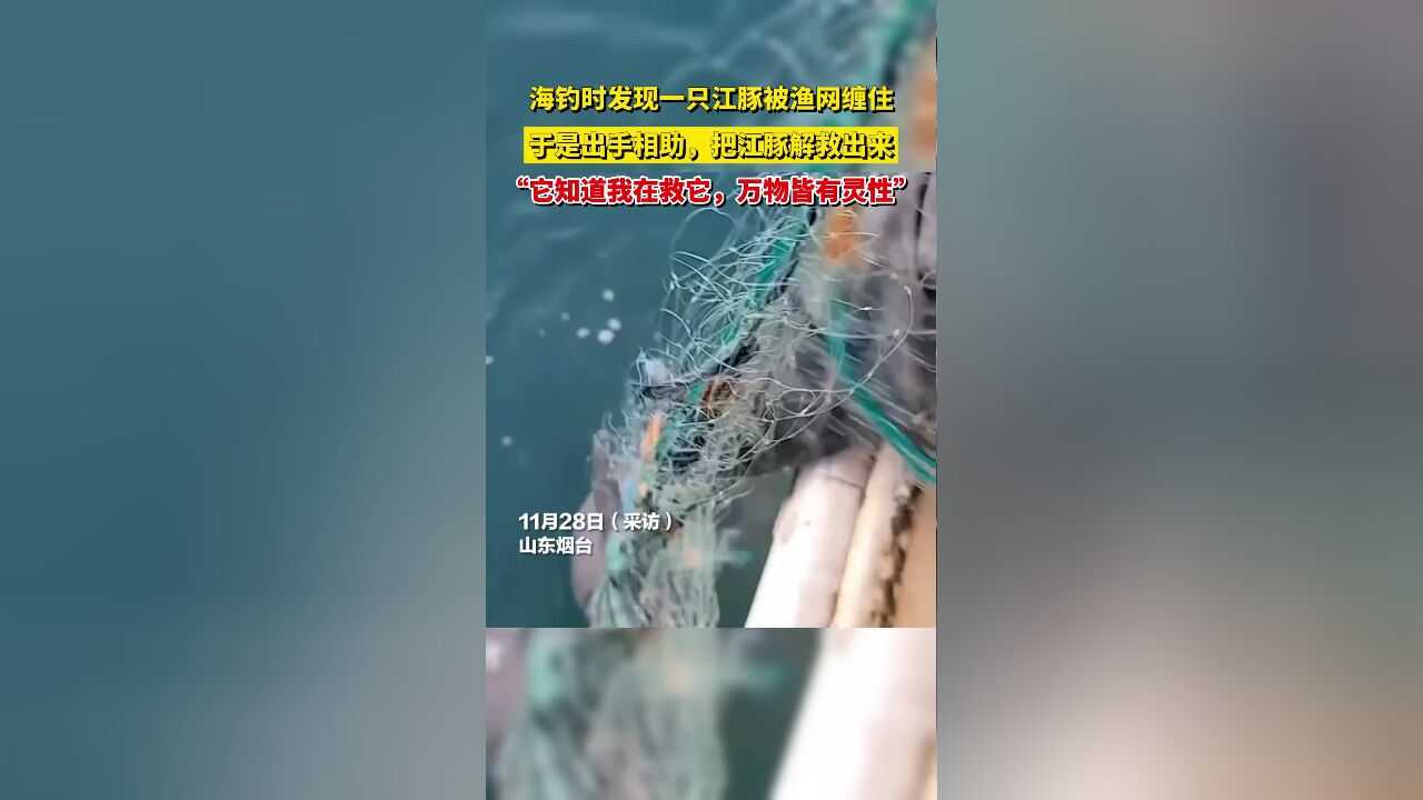 海钓时发现一只江豚被渔网缠住,于是出手相助,把江豚解救出来