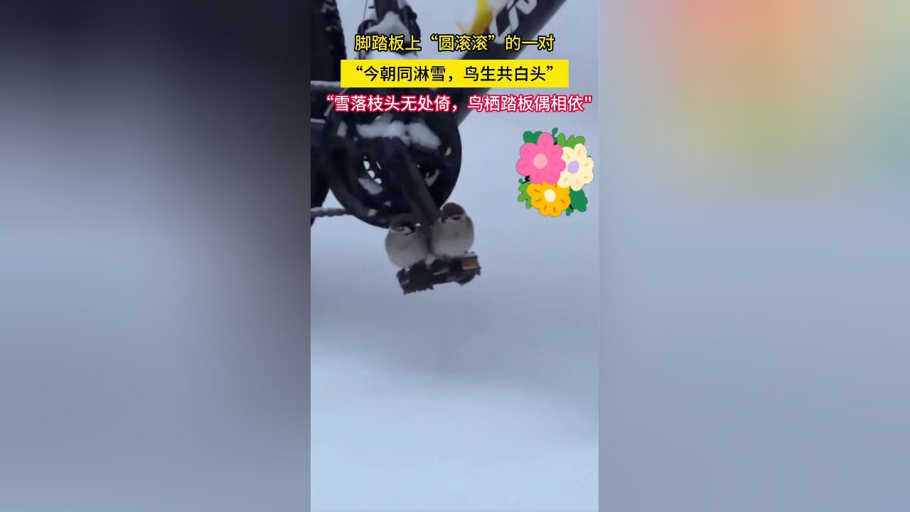 脚踏板上“圆滚滚”的一对,网友:“今朝同淋雪,鸟生也算共白头”“雪落枝头无处倚,鸟栖踏板偶相依”