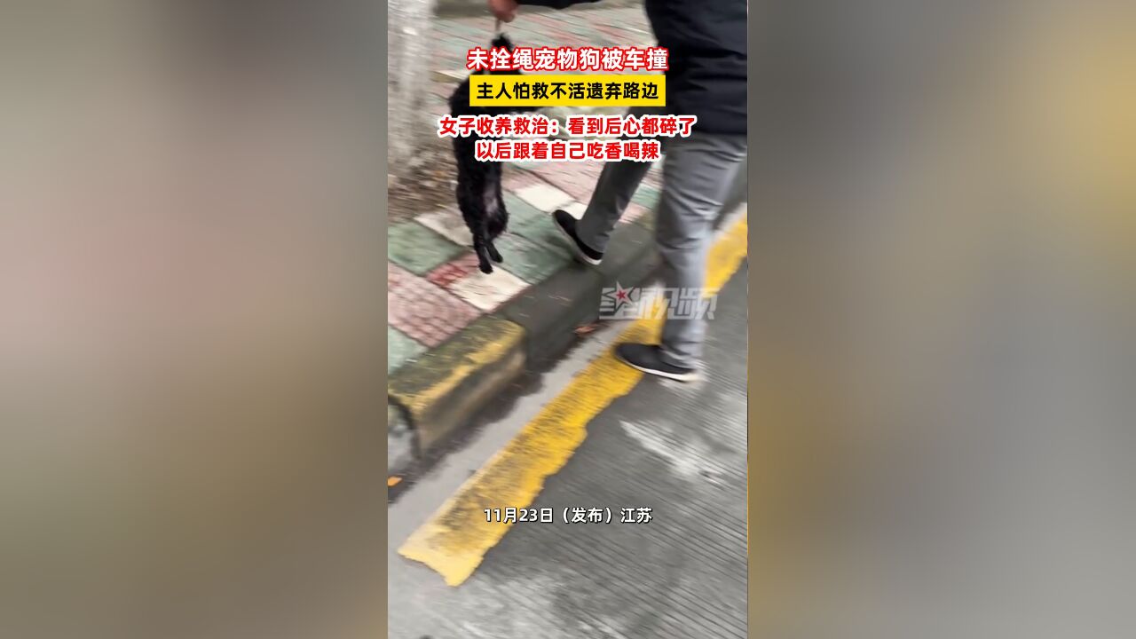 未拴绳宠物狗被车撞,主人怕救不活遗弃路边,女子收养救治