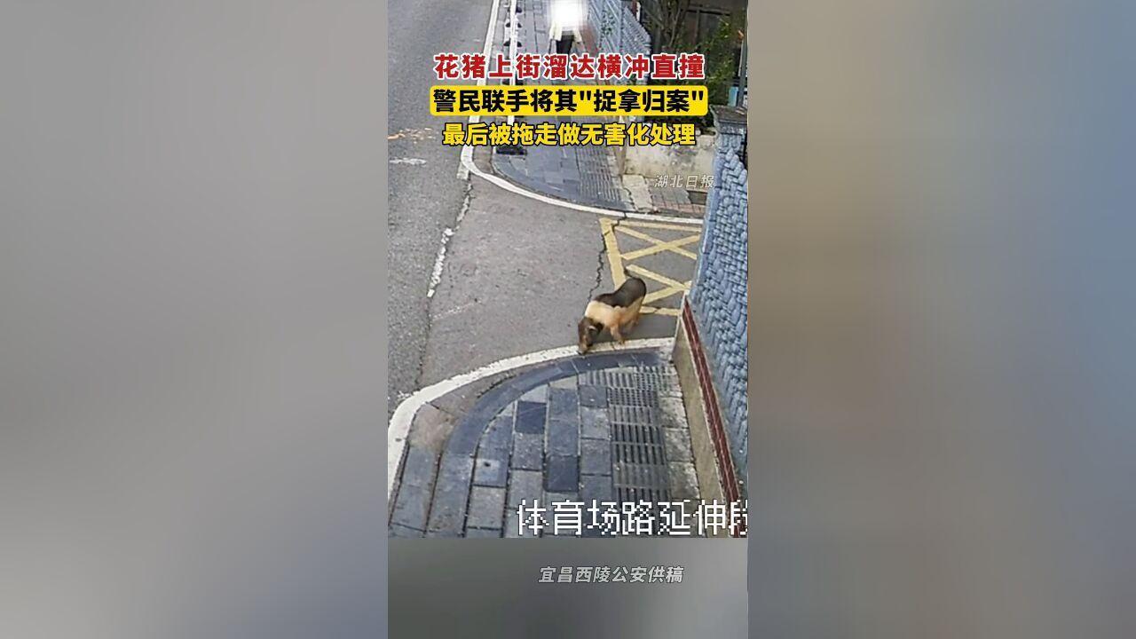 花猪上街溜达,在小学门口横冲直撞,警民联手将其“捉拿归案”