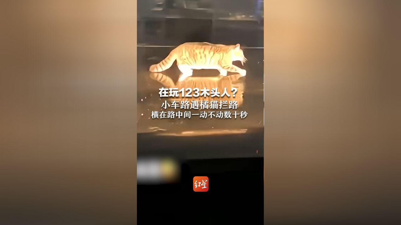 在玩123木头人?小车路遇橘猫拦路 横在路中间一动不动数十秒