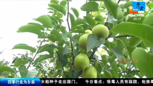 创富新发现 湖北梨产业几经兴衰 做足“早”文章潜力巨大