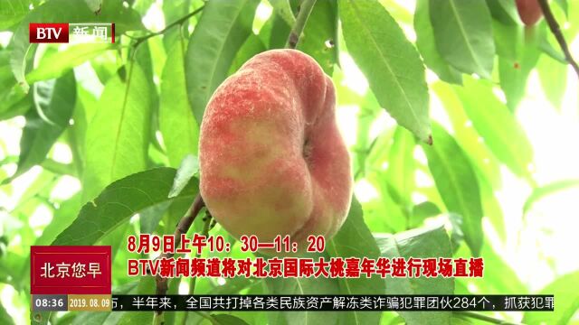 平谷大桃进入采摘期 精品鲜桃争夺“甜桃王”