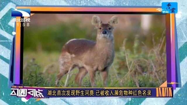 湖北首次发现野生河麂 已被收入濒危物种红色名录