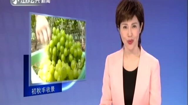 采葡萄摘莲蓬 初秋处处丰收景