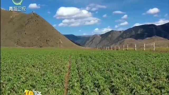 四川理塘:“天空之城”种出“极地果蔬”